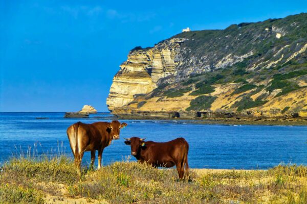 04/07/2025 - Las Playas de Barbate El Planazo - Imagen 3