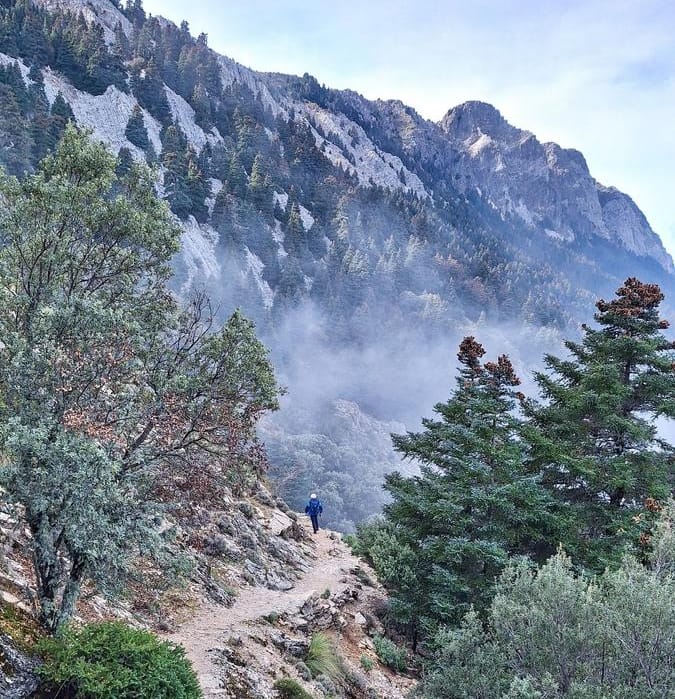 11/01/2026 - RUTA EL PINSAPAR DE GRAZALEMA