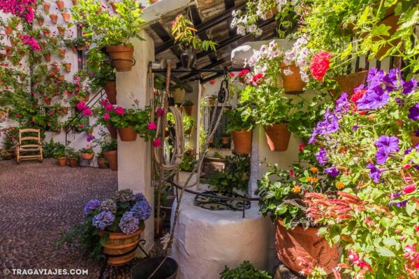 18/05/2025 - Lo mejor de los patios de Cordoba - Imagen 6
