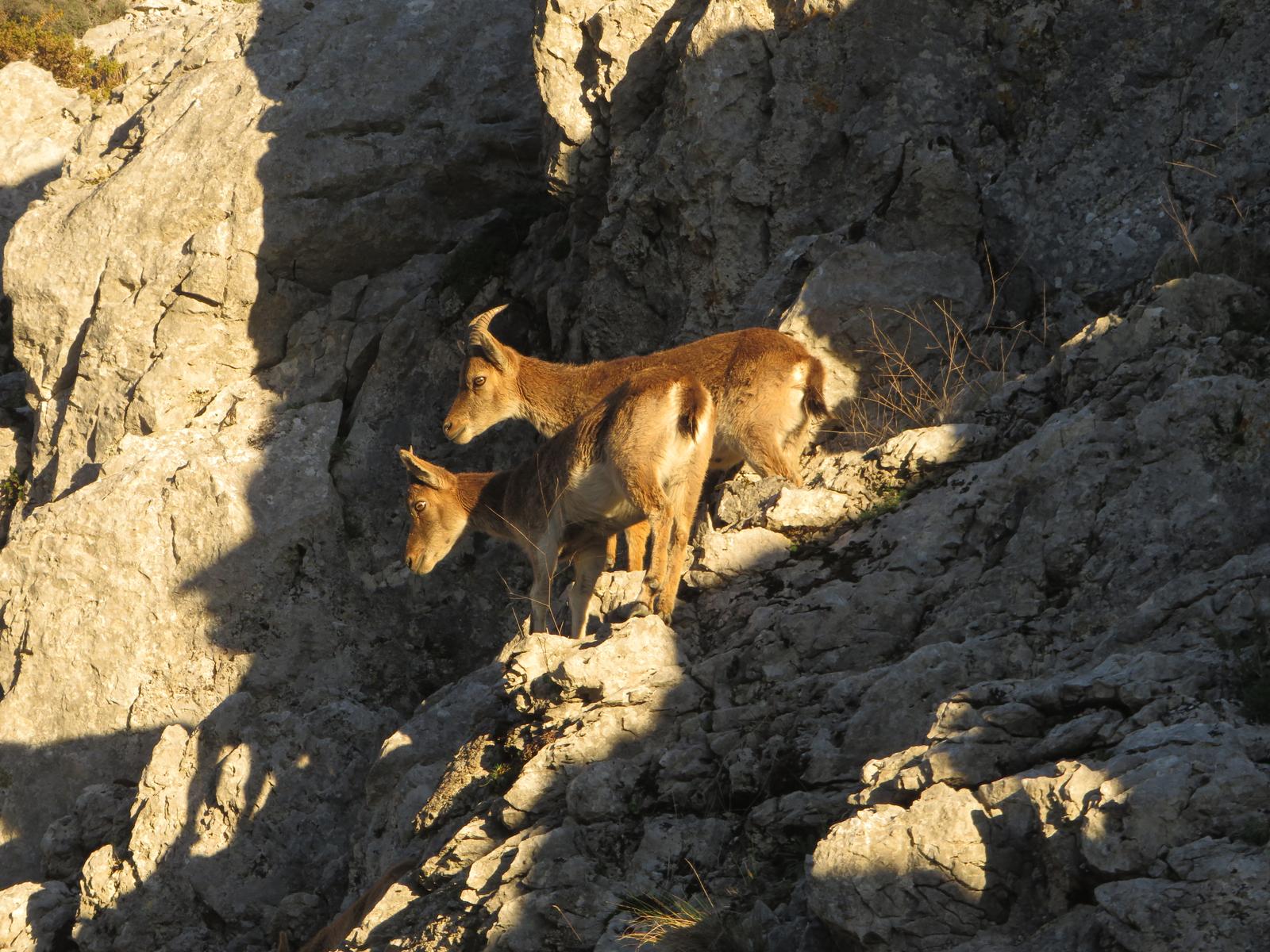 27/12/2025 SABADO EL COLLADO DE NAVAZUELO - Imagen 11