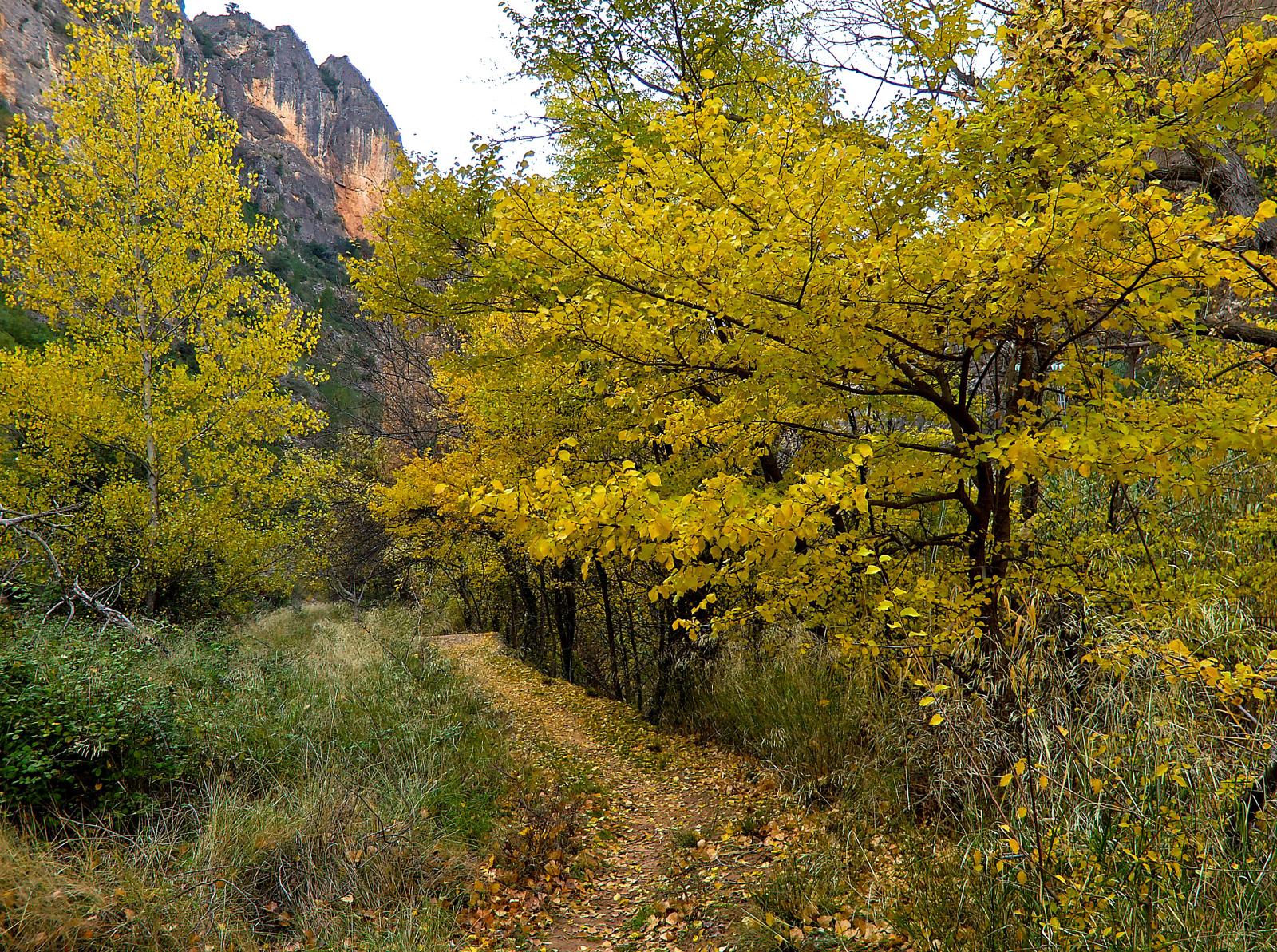 15/01/2026- JUEVES CIRCULAR NACIMIENTO ODIEL